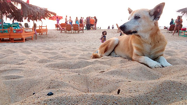 Stray Animals on Siquijor Island: Shedding Light on a Heartfelt Issue